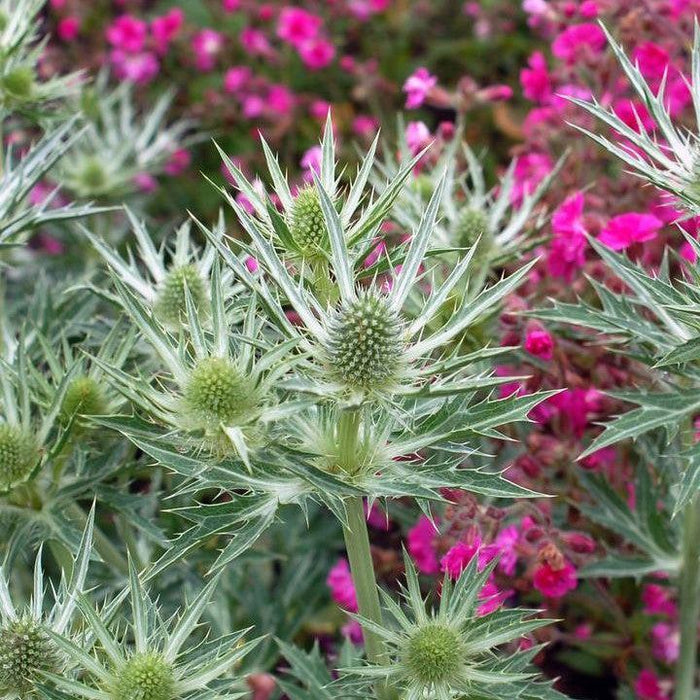 Eryngium x zabelii 'Big Blue'  - Big Blue Sea Holly - Shipped