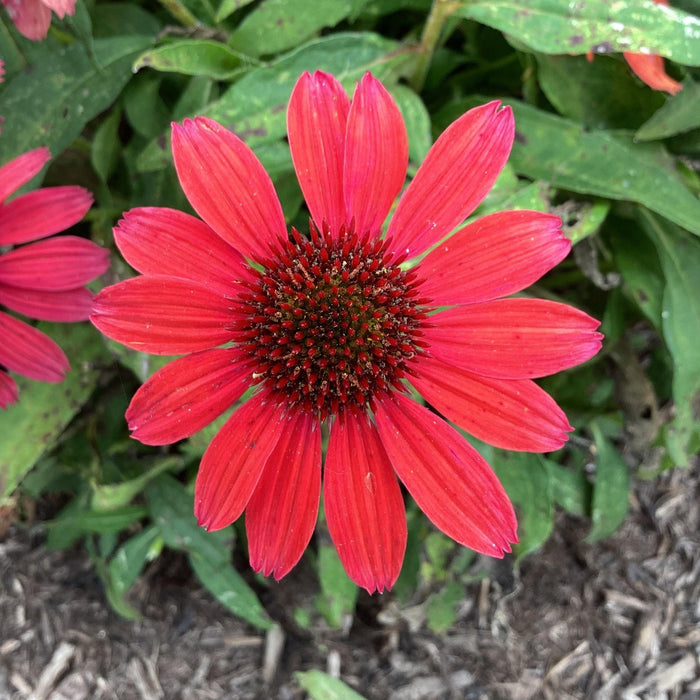 Echinacea purpurea 'SunMagic Vintage Ruby'  - SunMagic® Vintage Ruby Echinacea - Shipped