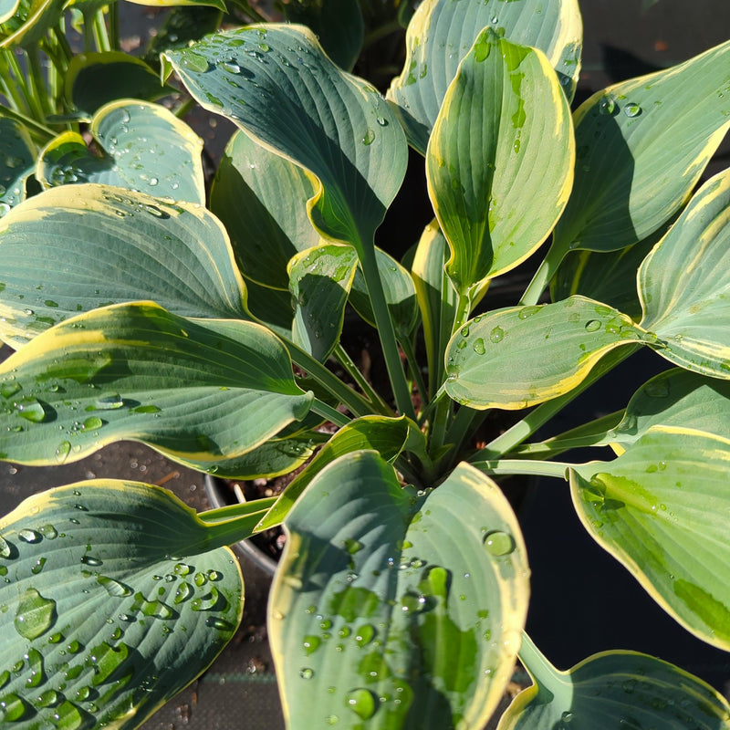 First Frost Hosta - Shipped