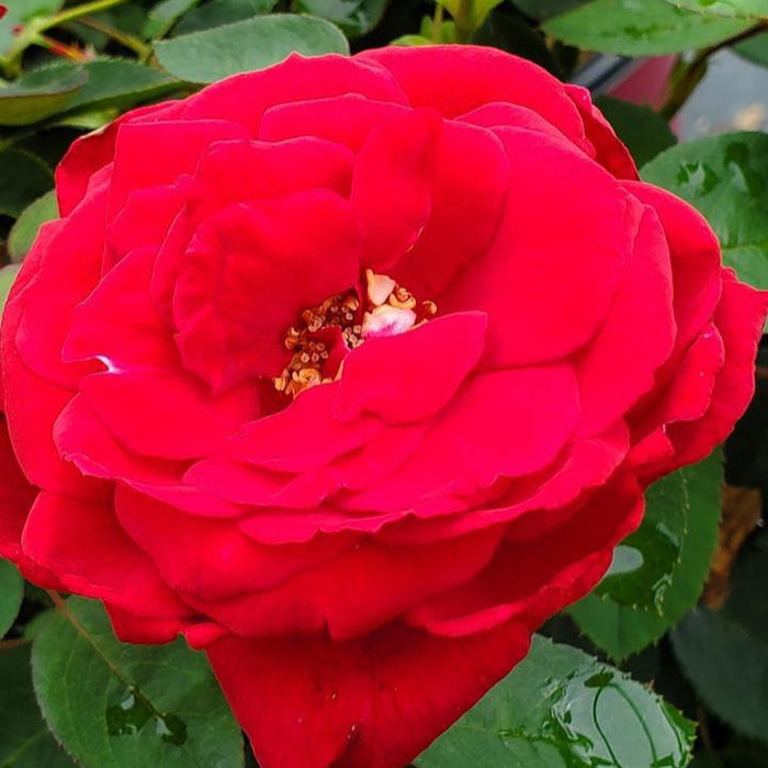 Rosa 'Baimir'  - Easy Elegance® Kashmir Rose - Shipped