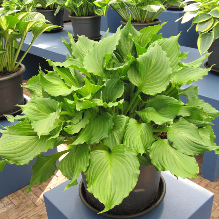 Hosta 'Dancing Queen'  - Dancing Queen Hosta - Shipped