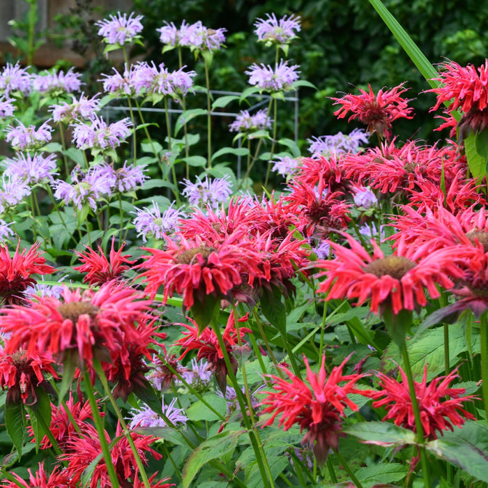 Monarda 'Bee-Happy'  - Bee-You™ Bee-Happy Bee Balm - Shipped