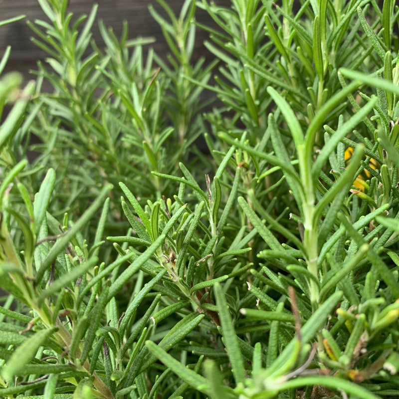 Tuscan Blue Rosemary - Shipped