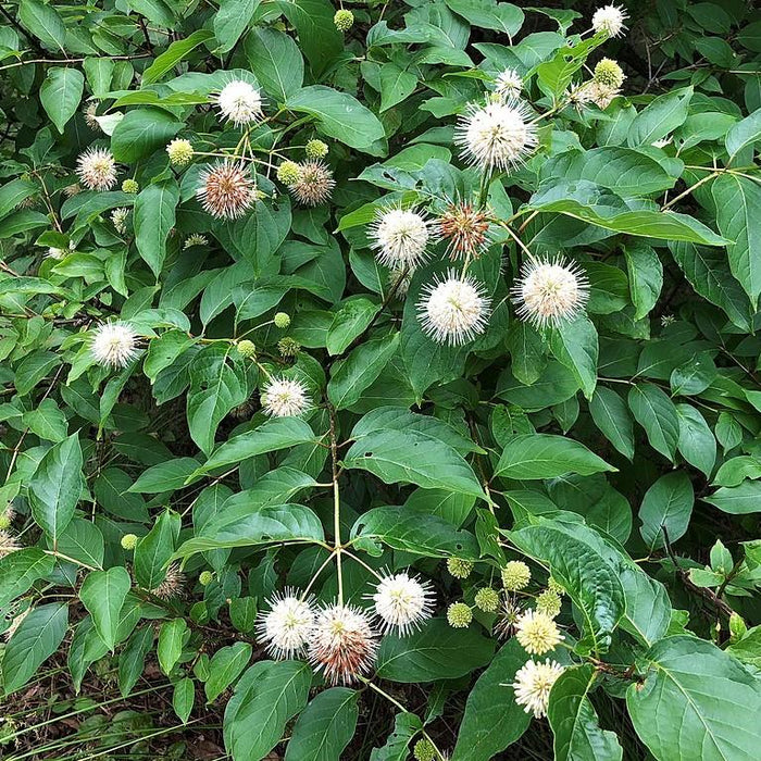 Cephalanthus occidentalis 'Fiber Optics'  - First Editions® Fiber Optics Cephalanthus - Shipped
