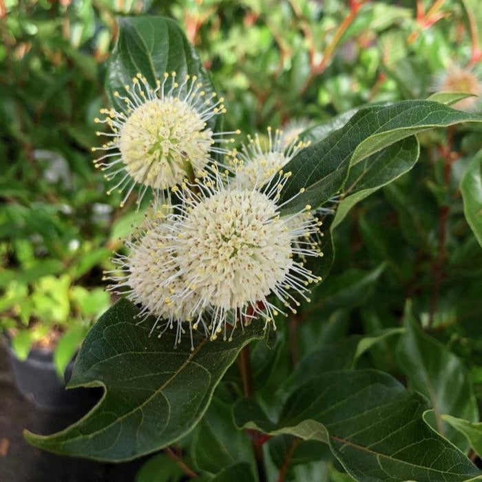 Cephalanthus occidentalis 'Kolmoon'  - Magical® Moonlight Buttonbush - Shipped