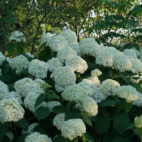 Proven Winners® Incrediball® Smooth Hydrangea - Shipped