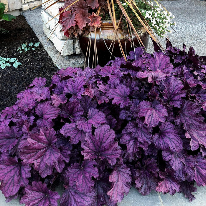 Heuchera x 'TNHEUFP'  - Forever® Purple Coral Bells - Shipped