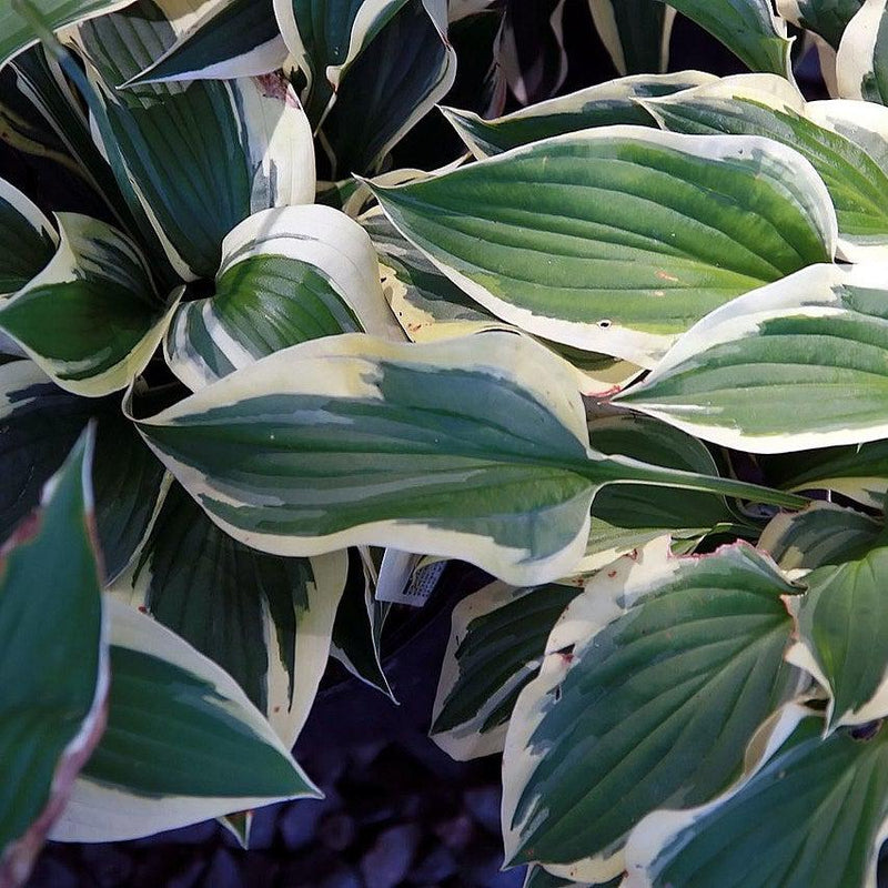Patriot Hosta - Shipped