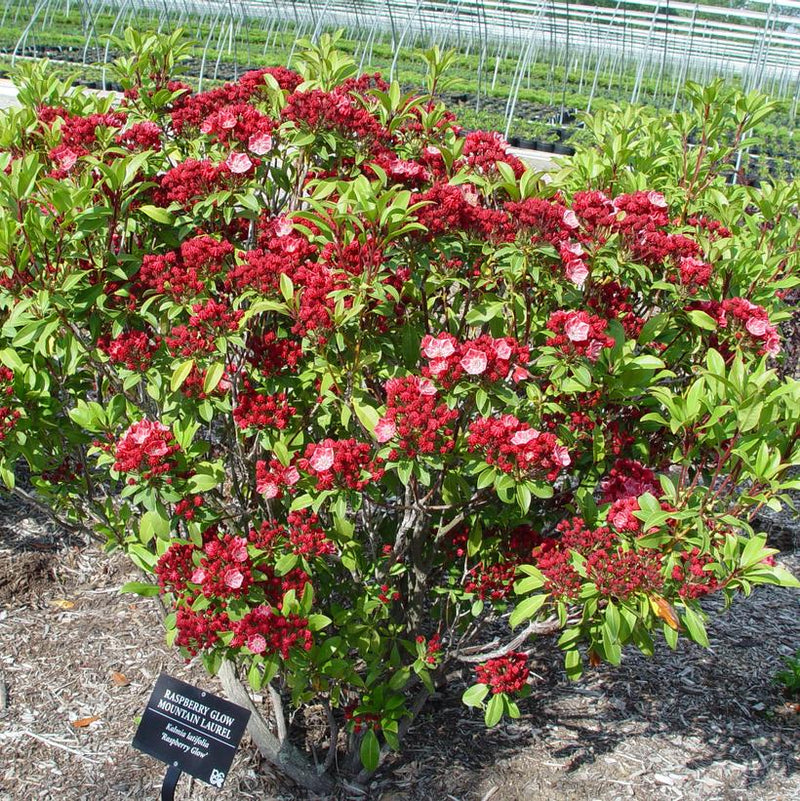 MOUNTAIN LAUREL (KALMIA LATIFOLIA) `RASPBERRY GLOW` - In Store Pickup