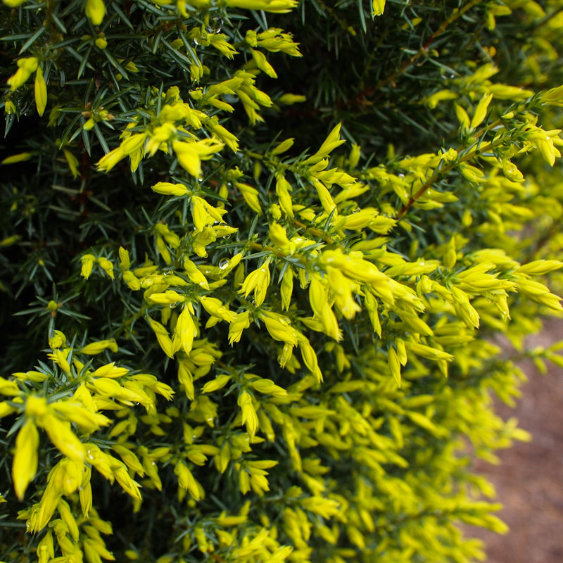 Gold Cone Juniper - Shipped