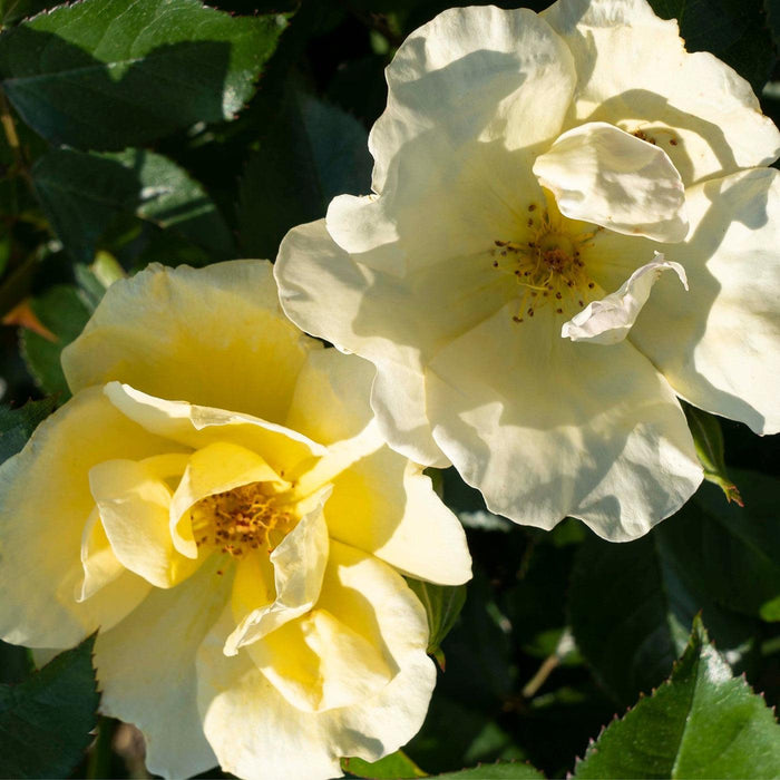 Rosa 'SRPylwko' PP 35,465  - Easy Bee-zy™ Knock Out® Rose - Shipped