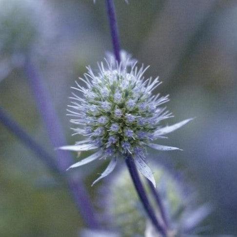 Eryngium planum 'Blue Glitter'  - Blue Glitter Sea Holly - Shipped