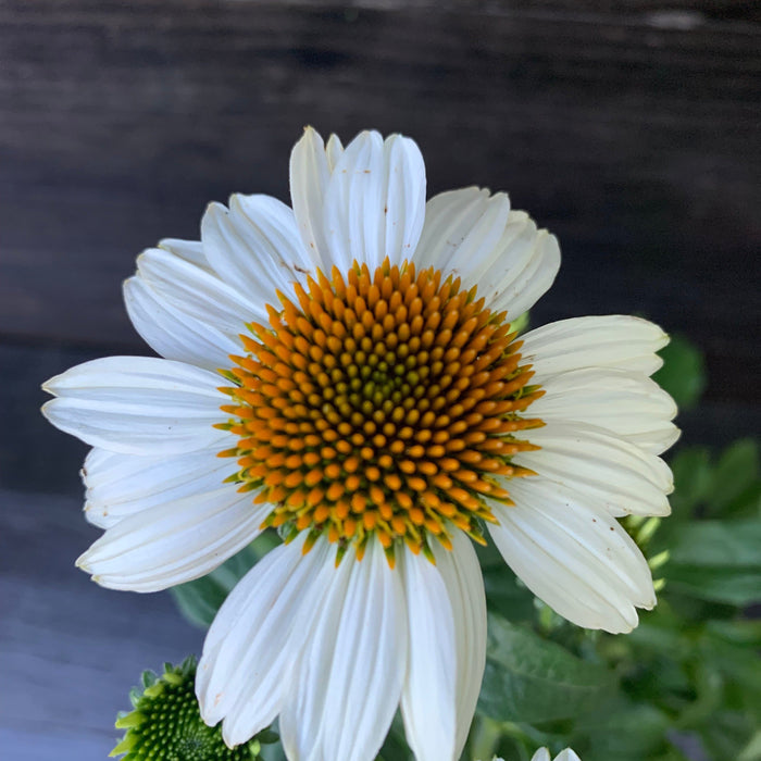 Echinacea purpurea 'PowWow White'  - PowWow® White Echinacea, Coneflower - Shipped