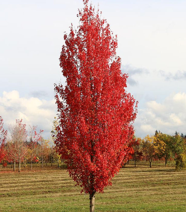 RED MAPLE (ACER RUBRUM) `RED SENTINEL` - In Store Pickup