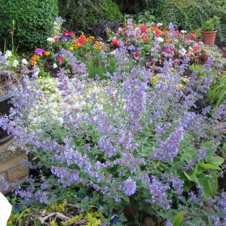 Six Hills Giant Catmint - Shipped
