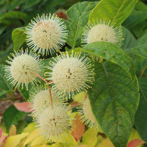 Cephalanthus occidentalis 'SMCOSS'  - Sugar Shack® Buttonbush - Shipped