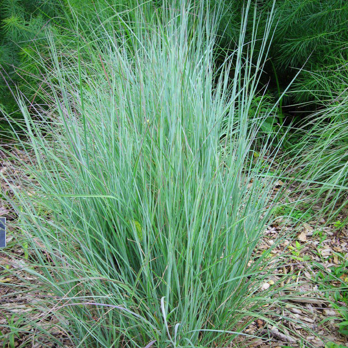 Schizachyrium scoparium  - Little Bluestem - Shipped