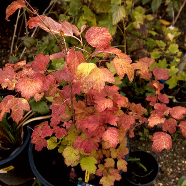 Viburnum trilobum ‘Bailey Compact’  - Bailey Compact Viburnum - Shipped