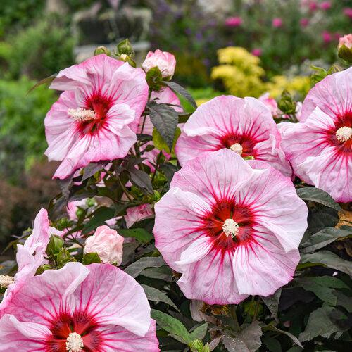 Hibiscus 'Cherry Choco Latte'  - Summerific® Cherry Choco Latte Hibiscus - Shipped