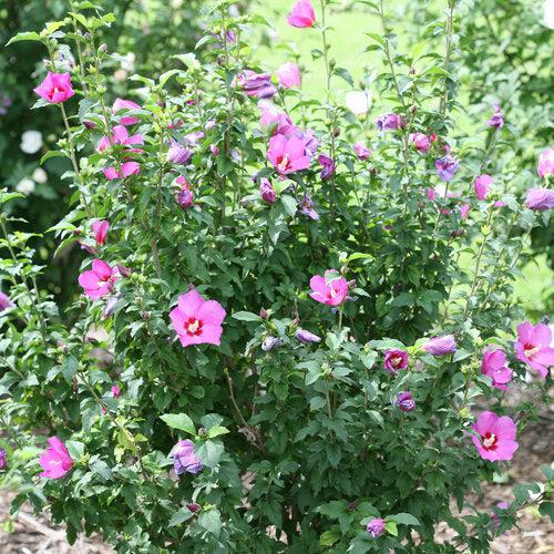 Hibiscus syriacus 'SHIMRV24'  - PW® Lil' Kim® Violet Hibiscus - Shipped