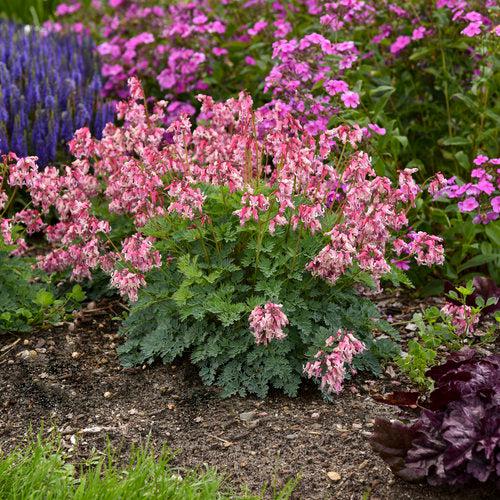 Pink Diamonds Bleeding Heart - Shipped
