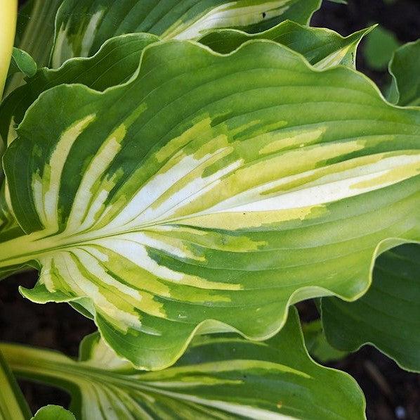 Hosta 'Lakeside Paisley Print'  - Lakeside Paisley Print Hosta - Shipped
