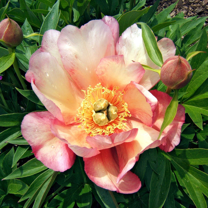 Paeonia 'Julia Rose'  - Julia Rose Itoh Peony - Shipped