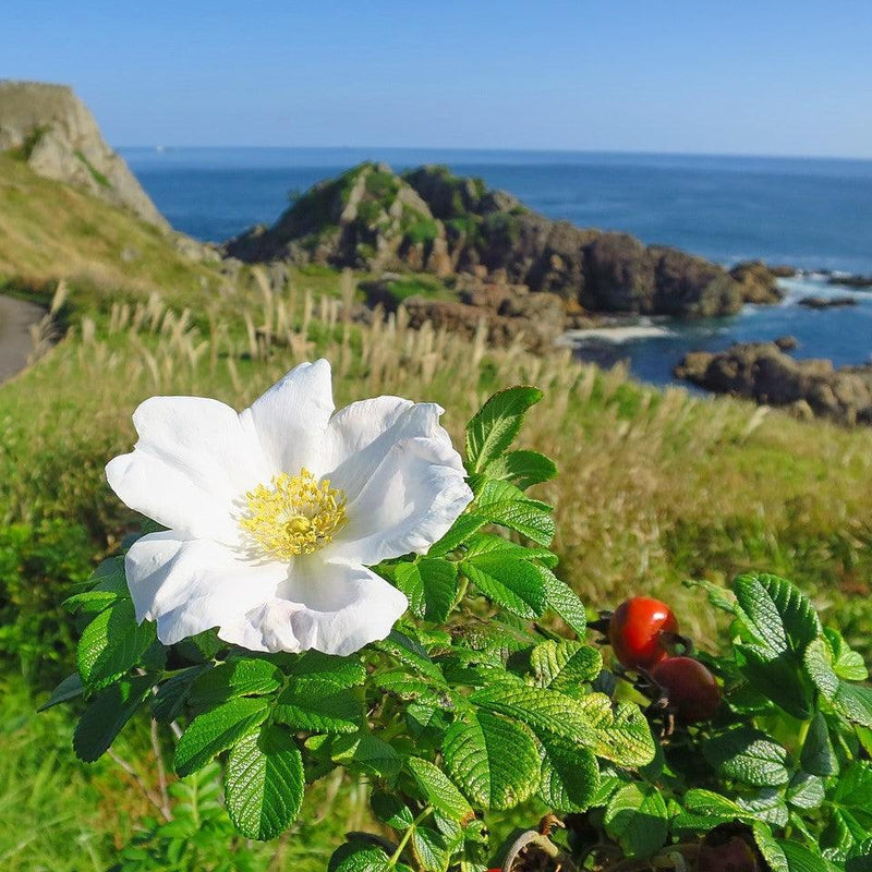 White Rugosa Rose - Shipped