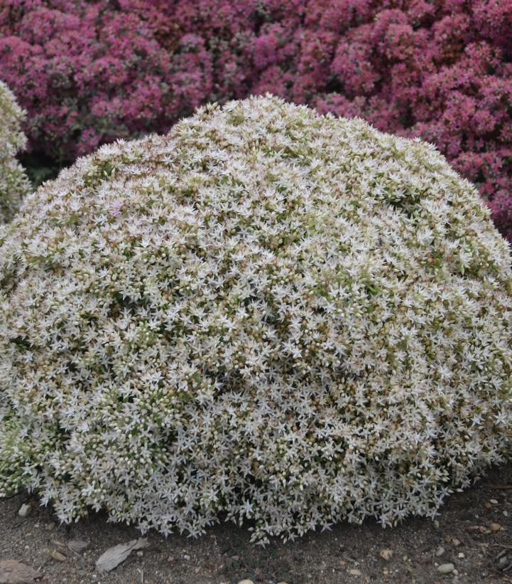 SEDUM ROCK 'N GROW `BUNDLE OF JOY` - STONECROP - In Store Pickup