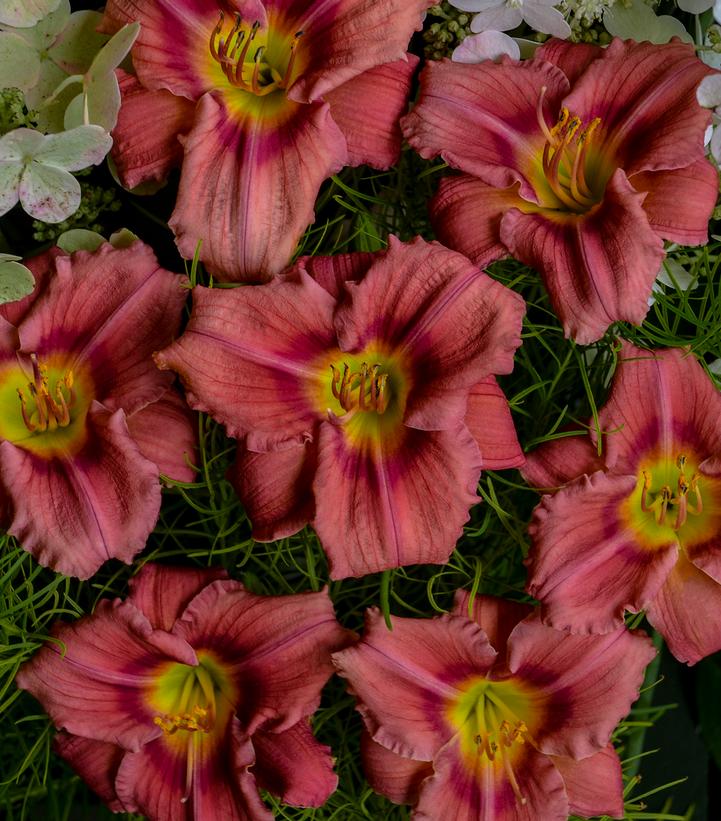 DAYLILY (HEMEROCALLIS) 'ROSY RETURNS' - Reblooming - In Store Pickup