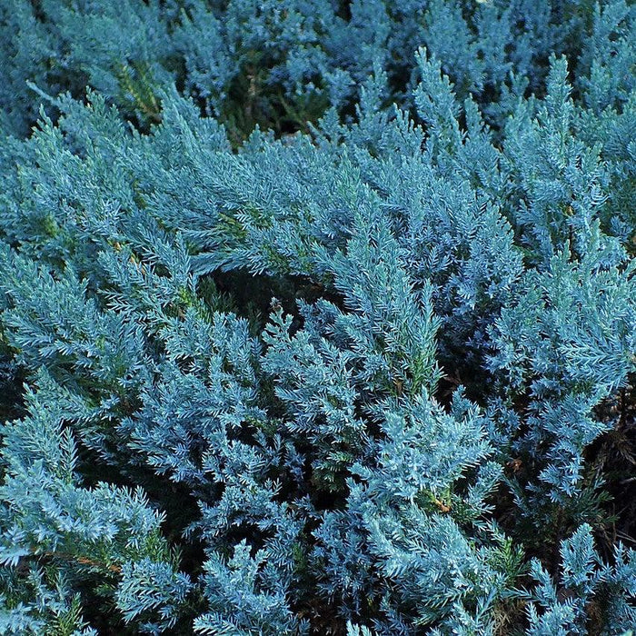 Blue Chip Juniper - Shipped