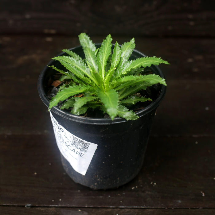 Cardinal Flower