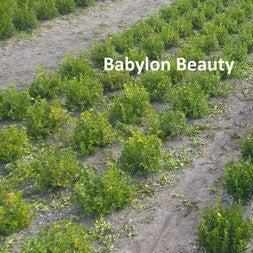Buxus 'HER2010B04’ PP32273  - BetterBoxwood® Babylon Beauty™ Boxwood - Shipped