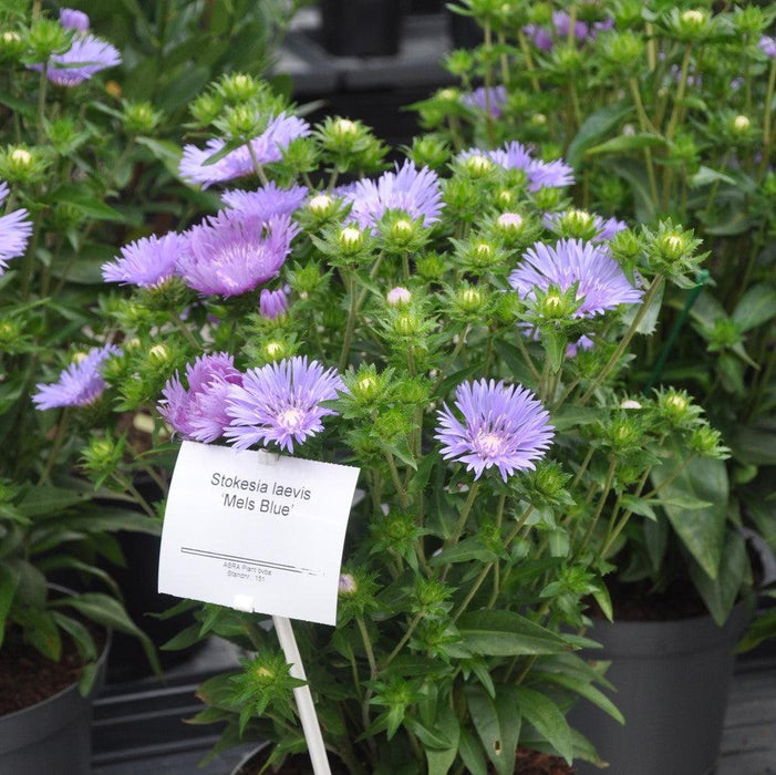 Stokesia laevis 'Mel's Blue'  - Mel's Blue Stokes' Aster - Shipped