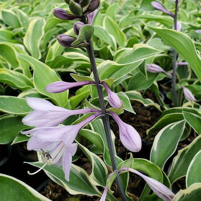 Hosta x 'Tambourine'  - Tambourine Hosta - Shipped