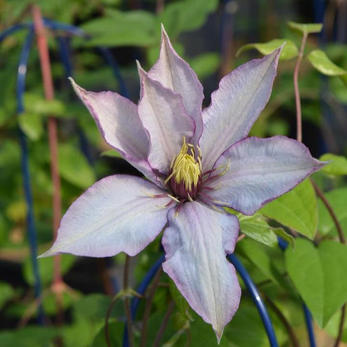 Clematis 'Evipo075'  - Samaritan Jo™ Clematis - Shipped