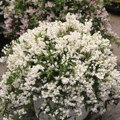 Yuki Snowflake® Deutzia - Shipped