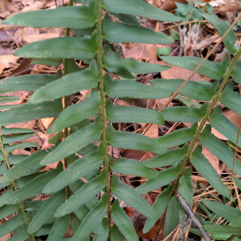 Christmas Fern - Shipped