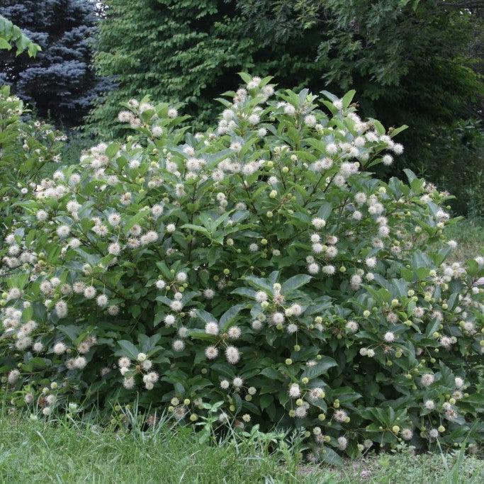 Cephalanthus occidentalis 'Kolmoon'  - Magical® Moonlight Buttonbush - Shipped