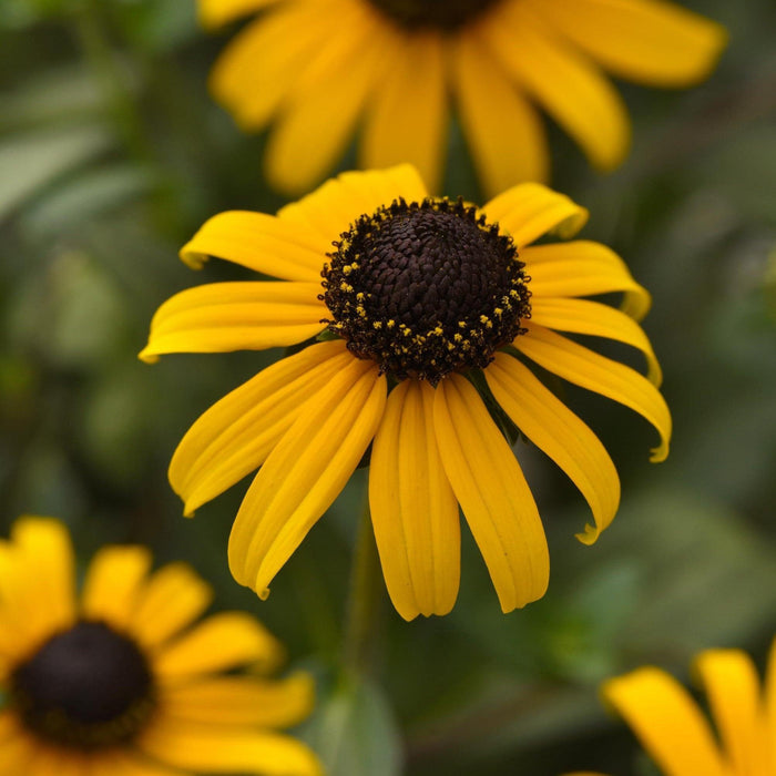 Rudbeckia fulgida var. sullivantii 'Gold Blitz'  - Gold Blitz Black-Eyed Susan - Shipped