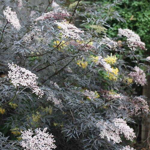 Black Lace® Elderberry - Shipped