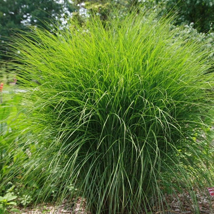 Miscanthus sinensis 'Gracillimus'  - Maiden Grass - Shipped