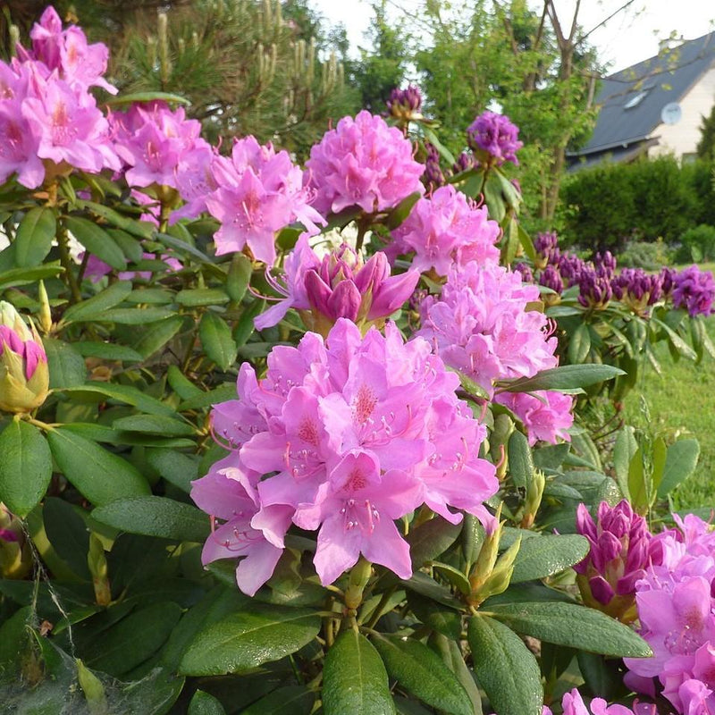 Roseum Elegans Rhododendron - Shipped