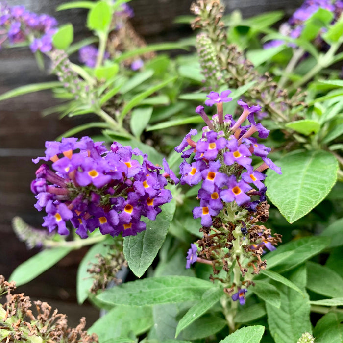 Buddleia davidii 'SMNBDBT' PP#28,794  - Pugster Blue® Dwarf Butterfly Bush - Shipped