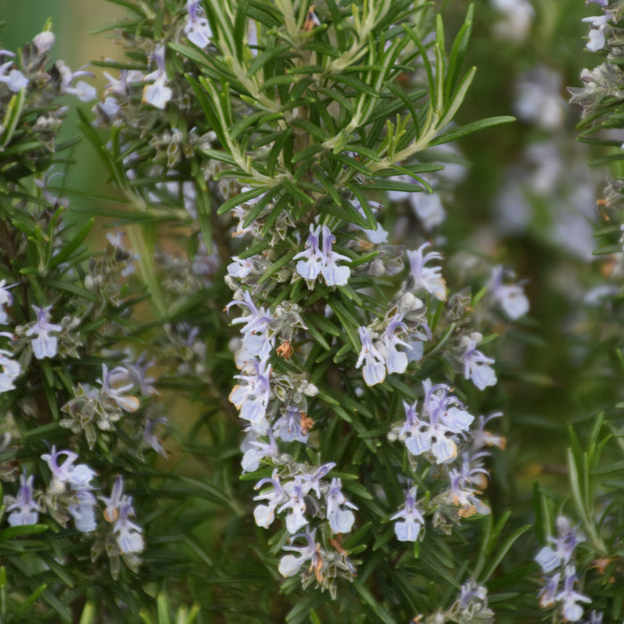 Rosmarinus officinalis 'Blue Spires'  - Blue Spires Rosemary - Shipped