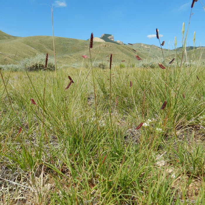 Bouteloua gracilis  - Blue Grama, Mosquito Grass - Shipped