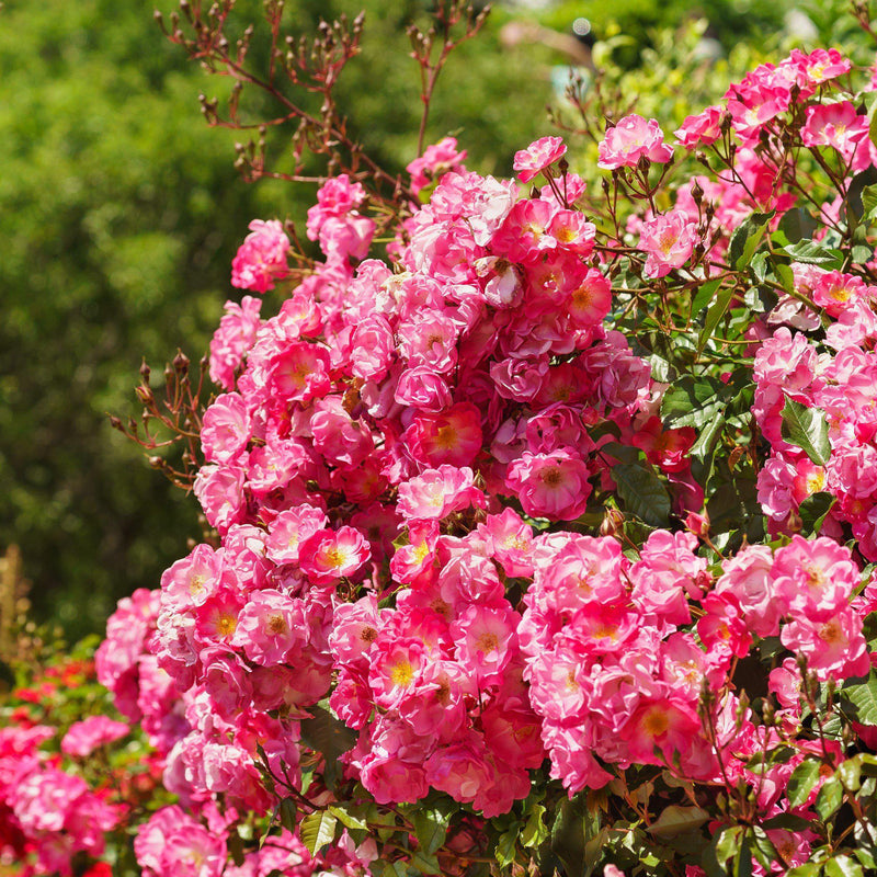 Flower Carpet® Pink Supreme Rose - Shipped