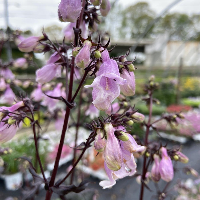 Penstemon ‘Midnight Masquerade’  - Midnight Masquerade Beardtongue - Shipped
