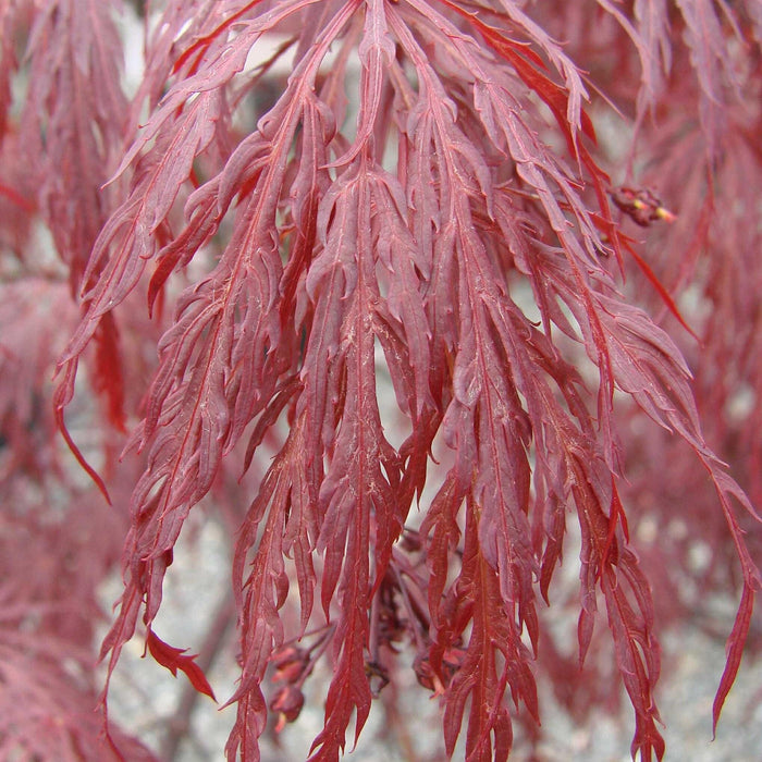 Acer palmatum var. dissectum 'Tamukeyama'  - Tamukeyama Japanese Maple - Shipped