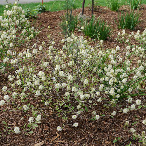 Legend of the Small® Fothergilla - Shipped